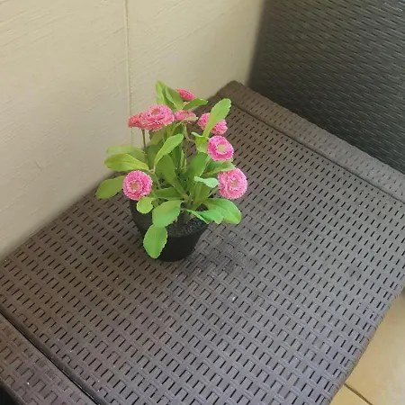 Eriale Nuova Gestione Otel Rimini